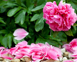 Beautiful peony in a full bloom