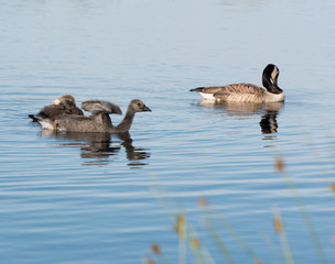 Kanadagans Branta canadensis