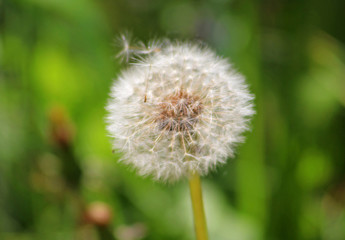 Obraz premium Dandelion close up, green grass field