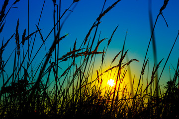 sunset on a background of grass