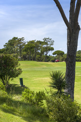 Green golf course and blue sky