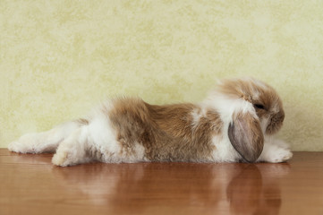 cute lop eared baby rabbit