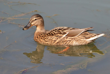 anatra selvatica femmina
