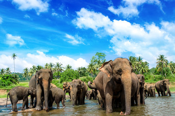 Srilanka elephants in the river