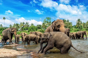 Srilanka elephants in the river