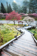 Beautiful Sakura Garden in Wuling Farm Taiwan