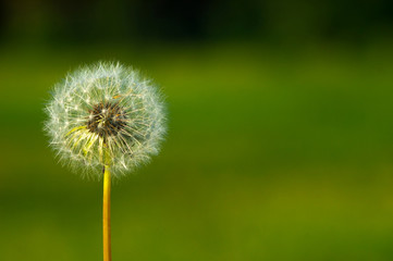 background single white fluffy dandelion on a background of gras