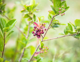 Branch aronia in early summer