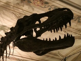Dinosaur Bones © Erin Moncur