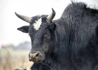 Yak head