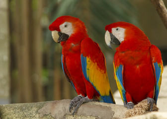 Pair of Scarlet Macaw birds