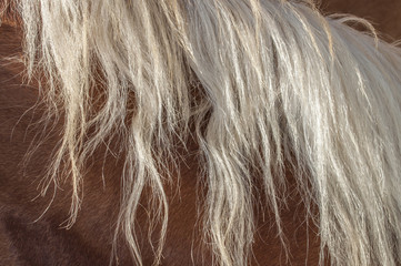 Blonde horse mane © Shakzu
