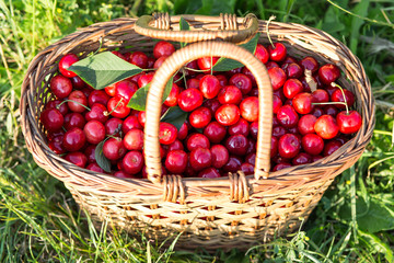 Freshly picked cherries in a basket