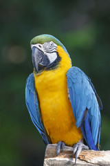 Blue and Yellow Macaw Bird