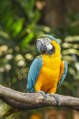 Blue and Yellow Macaw Bird