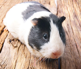 Guinea pig .
