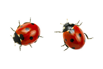 Ladybug