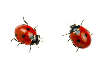 Ladybug