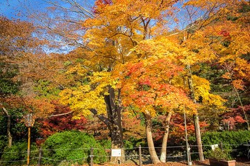 fall season of kyoto, Japan