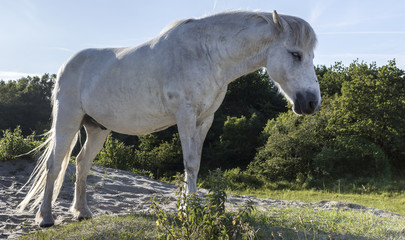 Obraz na płótnie Canvas white horse in nature