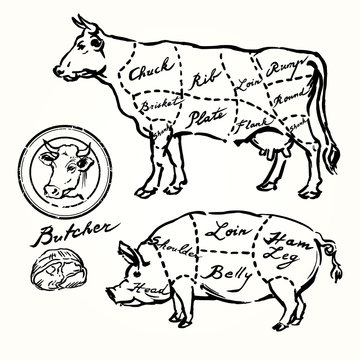 pork and beef cuts - hand drawn set