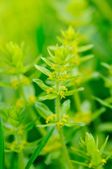 Fototapeta na wymiar Bedstraw (Cruciata glabra) on green background