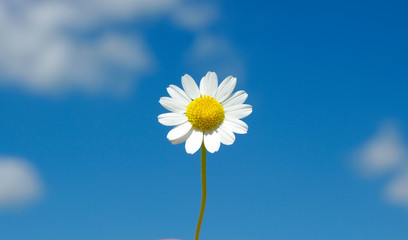 white daisy - Powered by Adobe