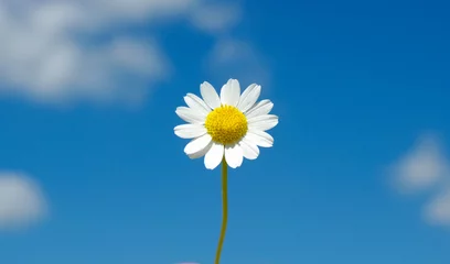 Photo sur Plexiglas Marguerites white daisy