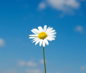 white daisy