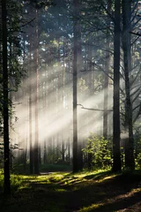 Fotobehang Forest road © tenrec