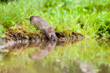 nature whit rat