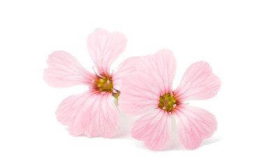 Naklejka na ściany i meble Delicate pink flowers