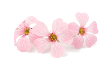 Naklejka na ściany i meble Delicate pink flowers
