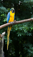 Close-up of a macaw parrot