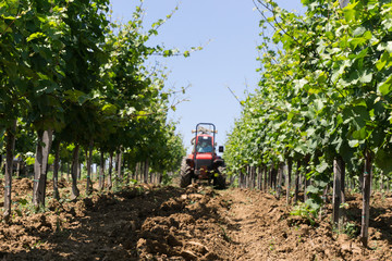 Tractor spraying vineyard