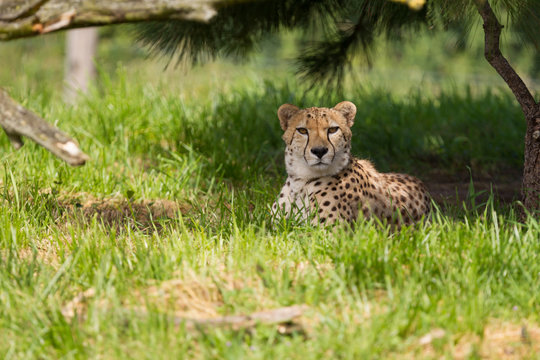 Cheetah resting in the shade