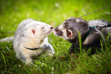 Two ferret friends