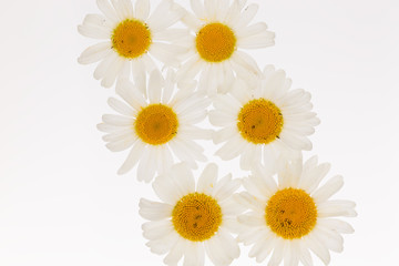 bright white daisies