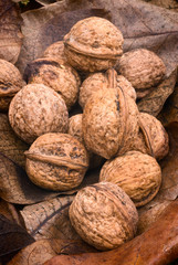 Walnut (Juglans regia)