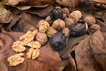 Walnut (Juglans regia)