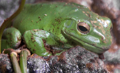 Green tree frog