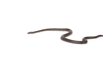 Fototapeta premium Blue Racer