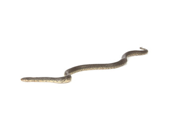 Fototapeta premium Speckled King Snake