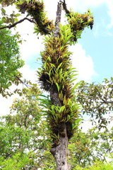 Fototapeta premium Orchid on the Tree in Forest, Thailand.