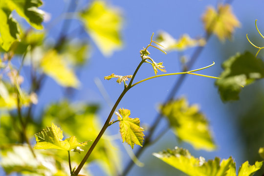 young branch of grapes on the nature