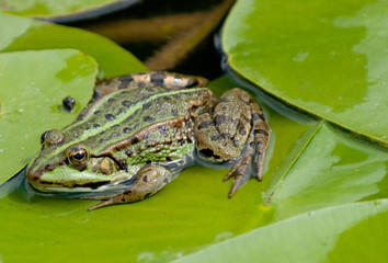 Grüner Frosch