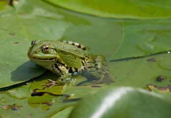 Frecher Frosch