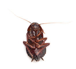 cockroach on white background
