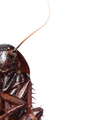 cockroach on white background