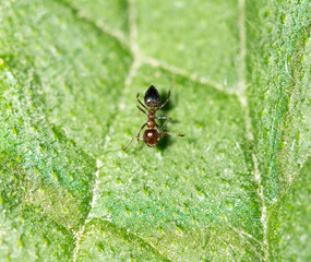 ant in nature. macro